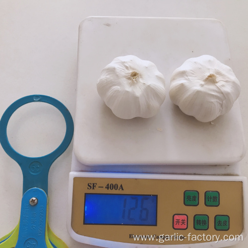 Fresh pure white garlic 5.5 cm
